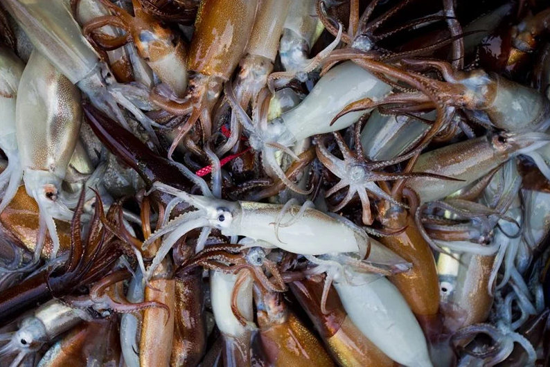 Prohíben pesca de calamar y del pez ángel en zona común entre Argentina y Uruguay