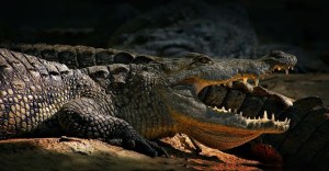 EN VIDEO: La impactante pelea de caimanes grabada en parque de Florida
