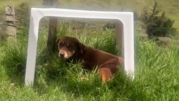 ¡Aterrador! Desalmado apuñaló en los ojos a una perrita