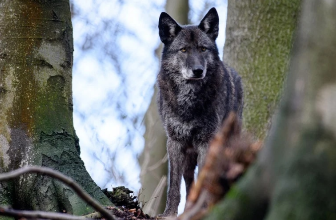 Los perros y los lobos son semejantes, pero distintos