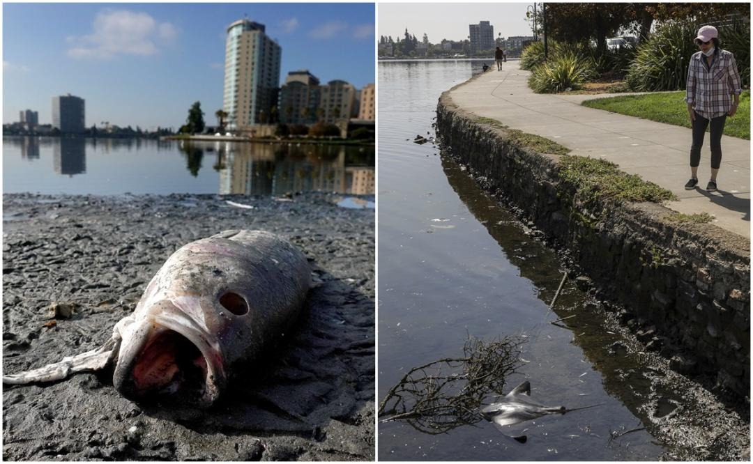 Marea roja sin precedentes en San Francisco está aniquilando a miles de peces