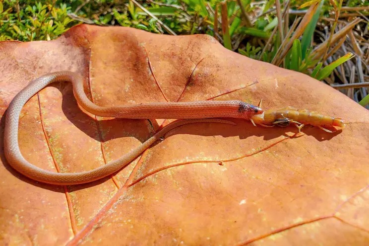 Encuentran a la serpiente más rara de EEUU asfixiada por un ciempiés gigante en Florida (FOTO)