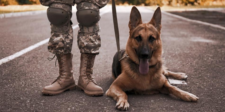 Perros hambrientos y murciélagos bomba: las armas más raras vistas en guerras