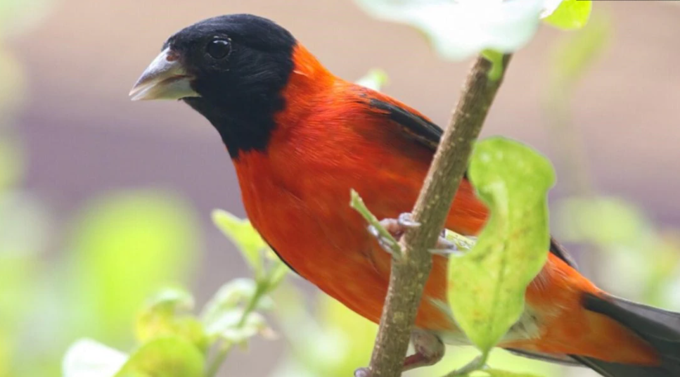 Nueva esperanza para el cardenalito venezolano, ave en peligro de extinción