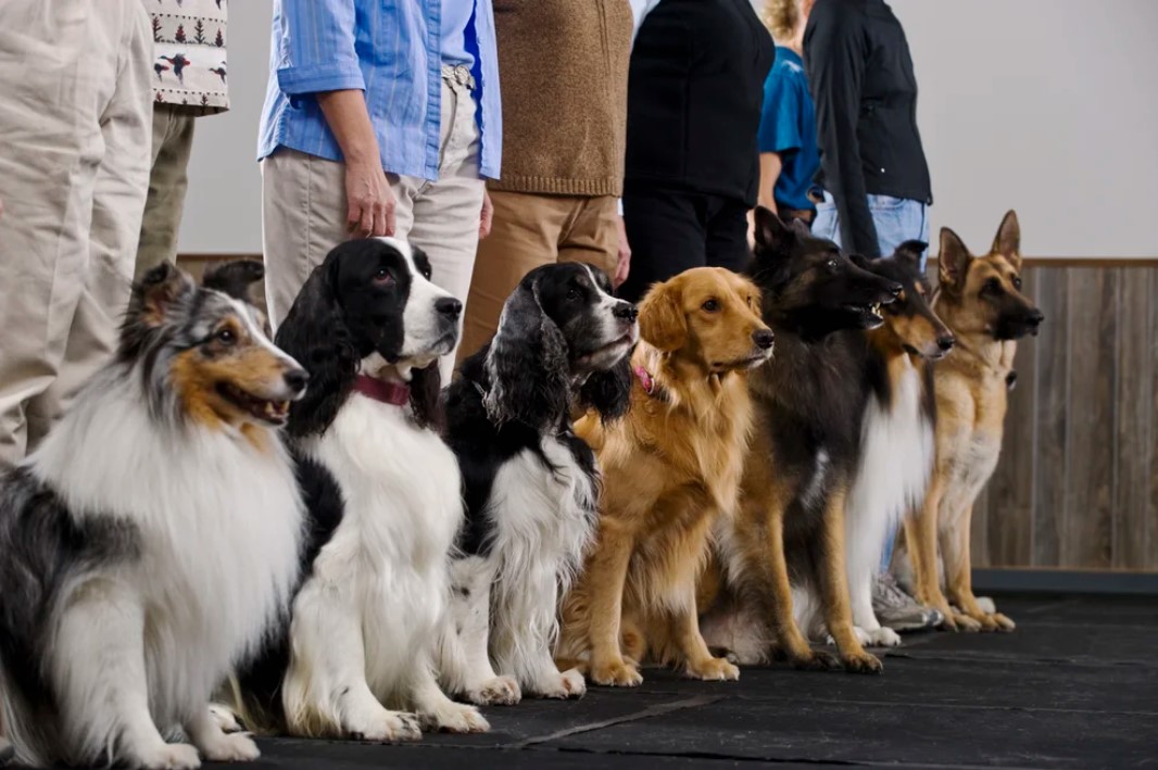 Cómo surgieron las razas de perros