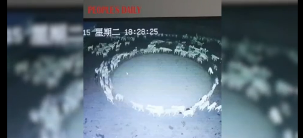 Misterio en China: cientos de ovejas vienen caminando en círculos durante dos semanas seguidas (VIDEO)