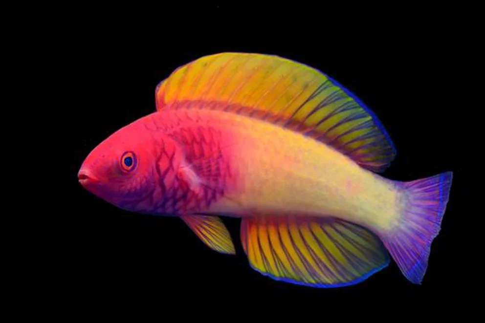 Los secretos del pez arco iris: nace hembra y se convierte en macho