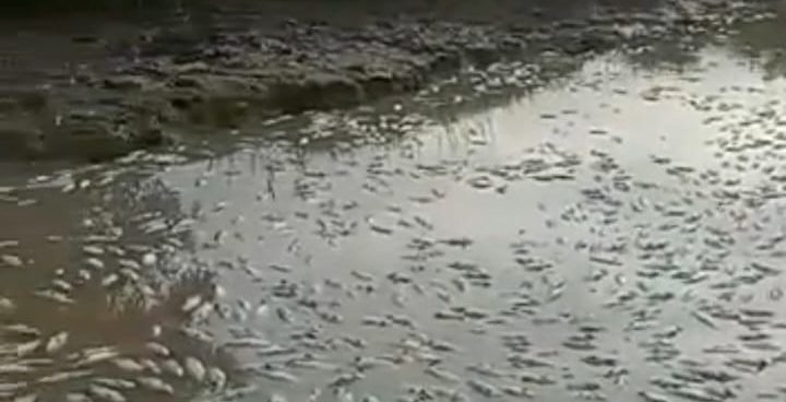 Gobernador Sergio Garrido solicitó investigar mortandad de peces en municipio de Barinas (VIDEO)