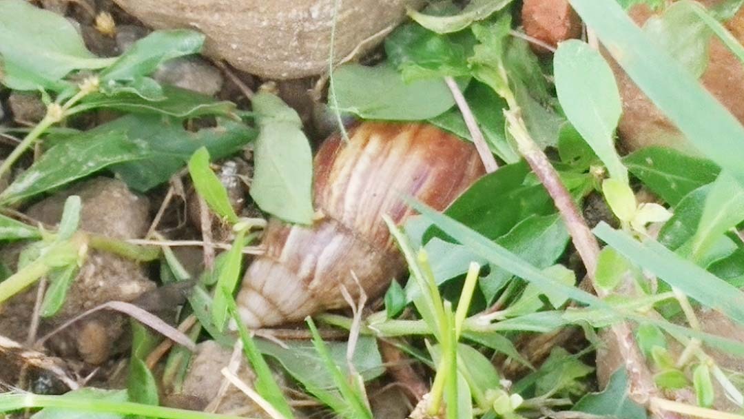 ¡Alerta! Caracoles africanos invaden Lara y las autoridades se “hacen de la vista gorda” (VIDEOS)