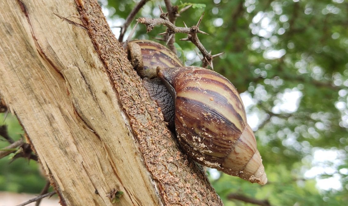 Plaga del caracol africano se apodera de Maracaibo y siembra pánico en las comunidades