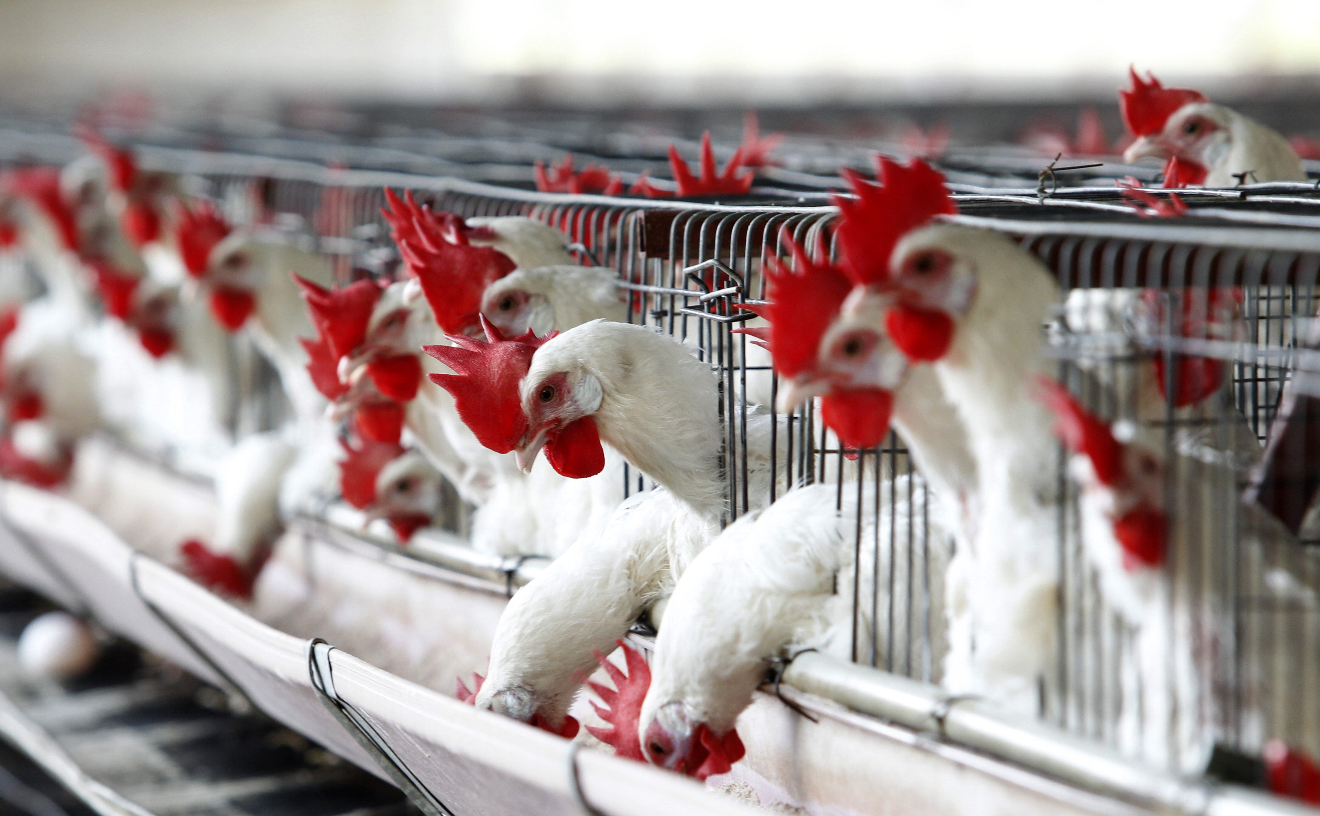 Más de 180 mil aves sacrificadas en Ecuador para frenar el brote de gripe aviar