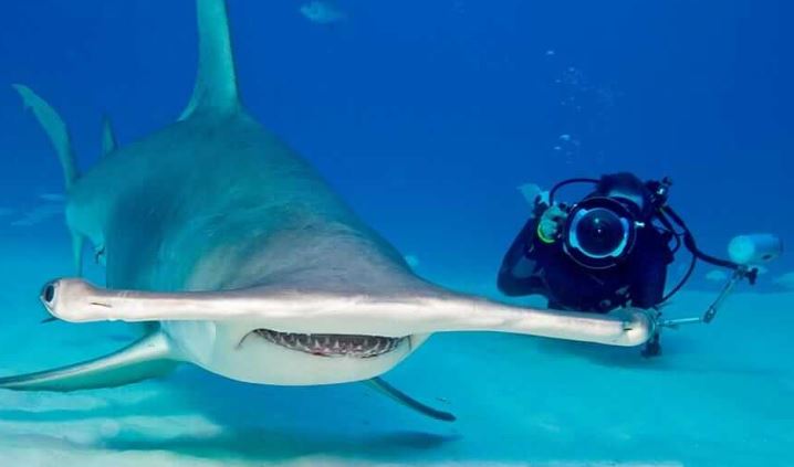Descubren en Galápagos tercera guardería de tiburones martillo en peligro