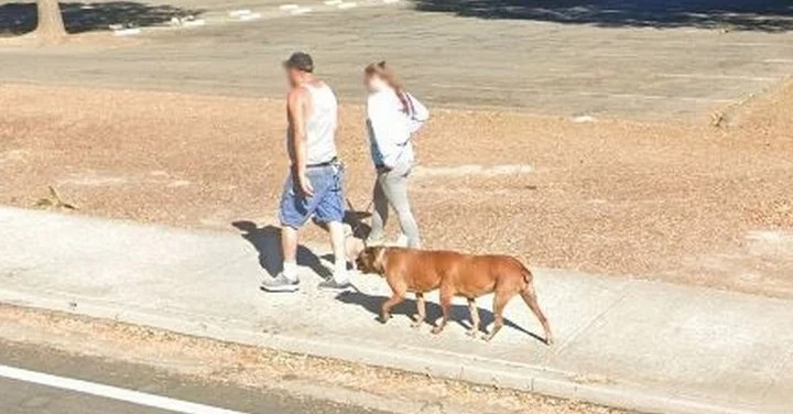 La verdadera historia del “perro con seis patas” que aparece en Google Maps