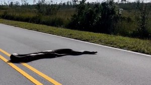 EN VIDEO: Captaron enorme pitón mientras cruzaba carretera en el Parque Nacional Everglades