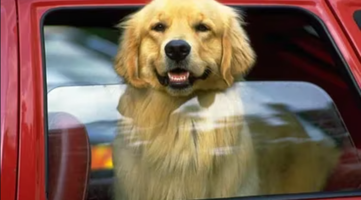 Prohibirán que los perros saquen su cabeza de los carros en Florida