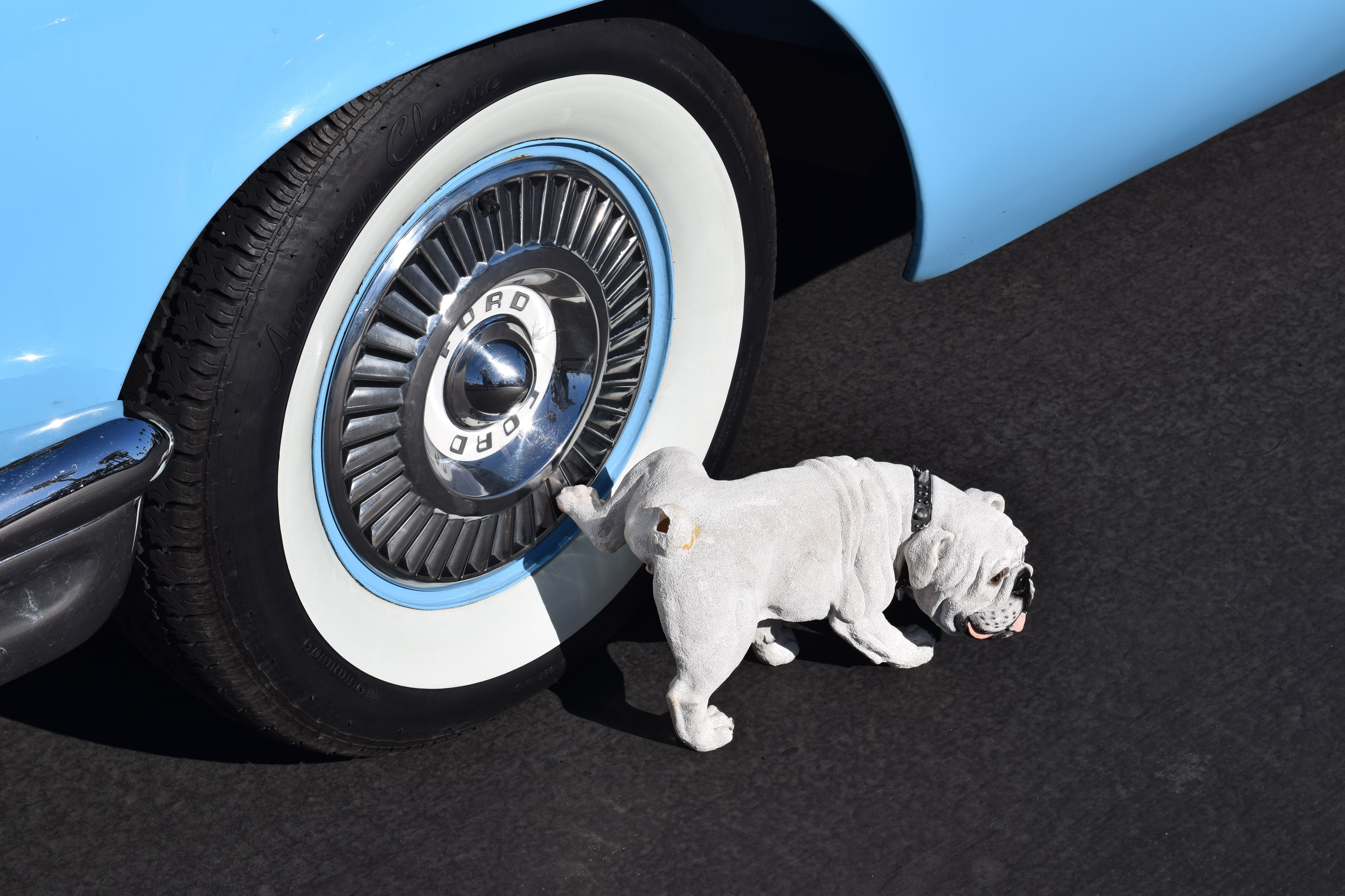 Por qué los perros orinan en las ruedas de los carros