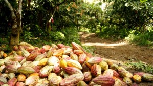 Casi todas las plantaciones cacaoteras de Yaguaraparo en Sucre están afectadas por el hongo escoba de bruja