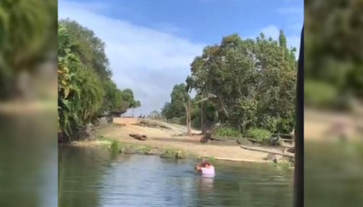 Detenido por bañarse en el estanque de los rinocerontes en zoológico de Nueva Zelanda (VIDEO)