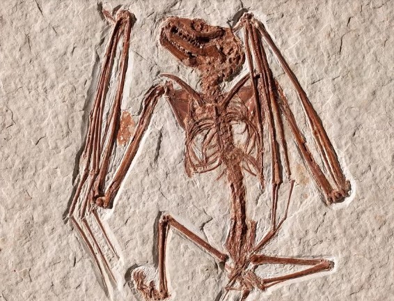 Un murciélago de 52 millones de años revela los orígenes de la especie