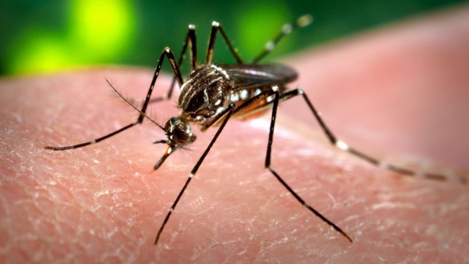 OMS recomienda la primera vacuna contra el dengue, cuya transmisión crece en Latinoamérica