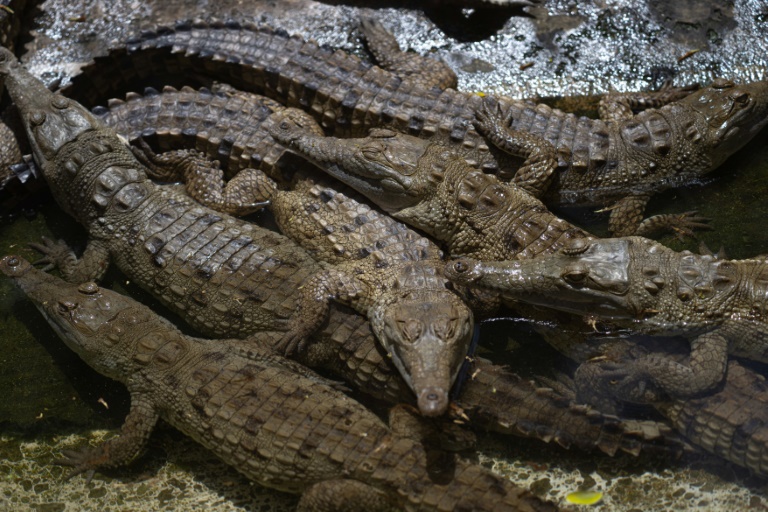 Fighting to save Venezuela’s Orinoco Crocodile