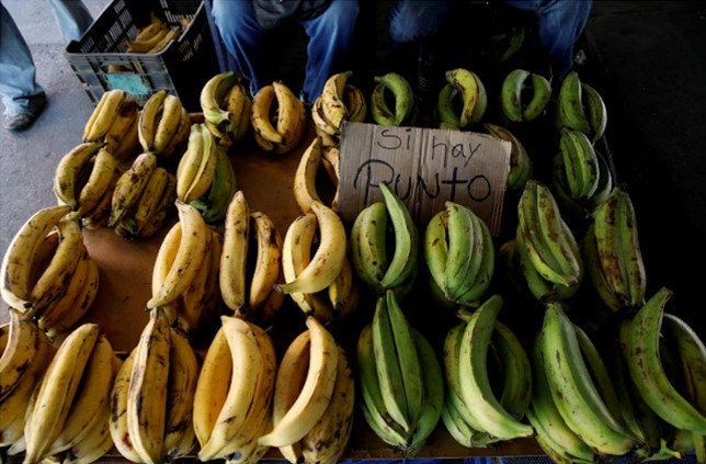 Banana fungus may worsen hunger crisis in Venezuela