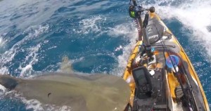 ¡Terrible susto! Enorme tiburón tigre atacó el kayak de un hombre en Hawái (VIDEO)