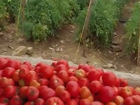 Mérida: cosechas de tomates se pierden en Guaraque por falta de gasolina