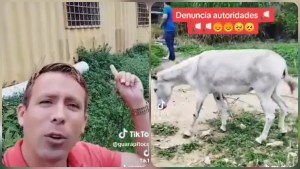 Animales de granja maltratados en El Valle fueron trasladados al zoológico de Caricuao (VIDEO)