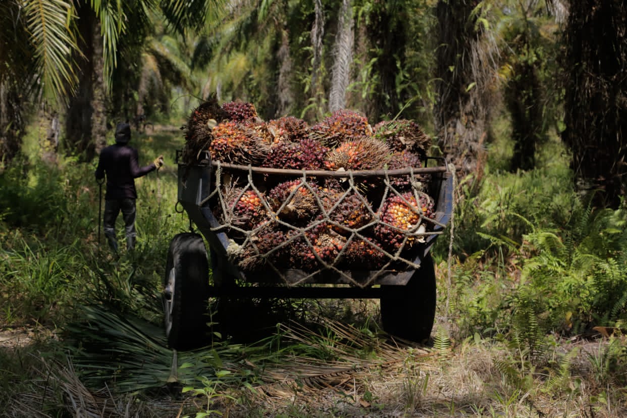 Régimen madurista cede a peticiones de palmicultores tras varios días en paro