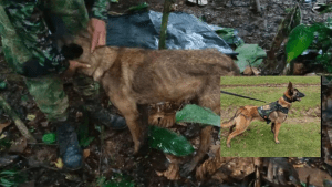 ¿Apareció Wilson? Encuentran un perro que podría ser el que ayudó en operación de búsqueda de los cuatro niños en la selva