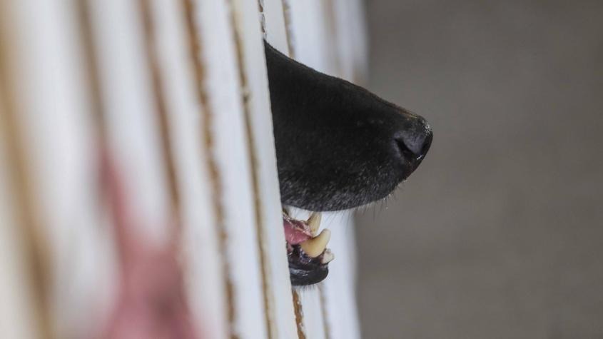 ¡De espanto! Perros le devoraron una oreja y desfiguraron el rostro a una mujer en Miami