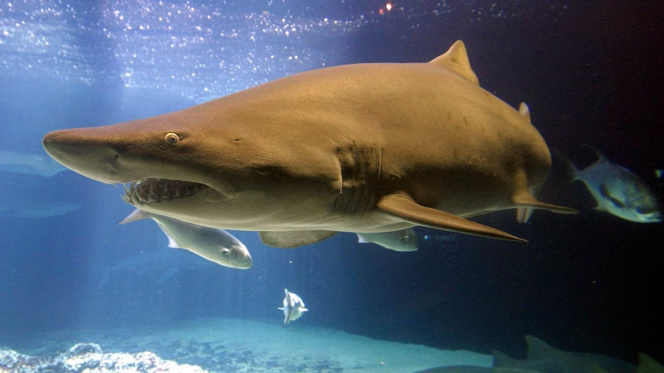 Ataque salvaje en Florida: Tiburón le pegó brutal mordida y terminó en la cama de un hospital