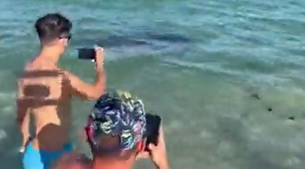 VIDEO: Majestuosa criatura marina fue vista nadando entre bañistas de una playa en Miami