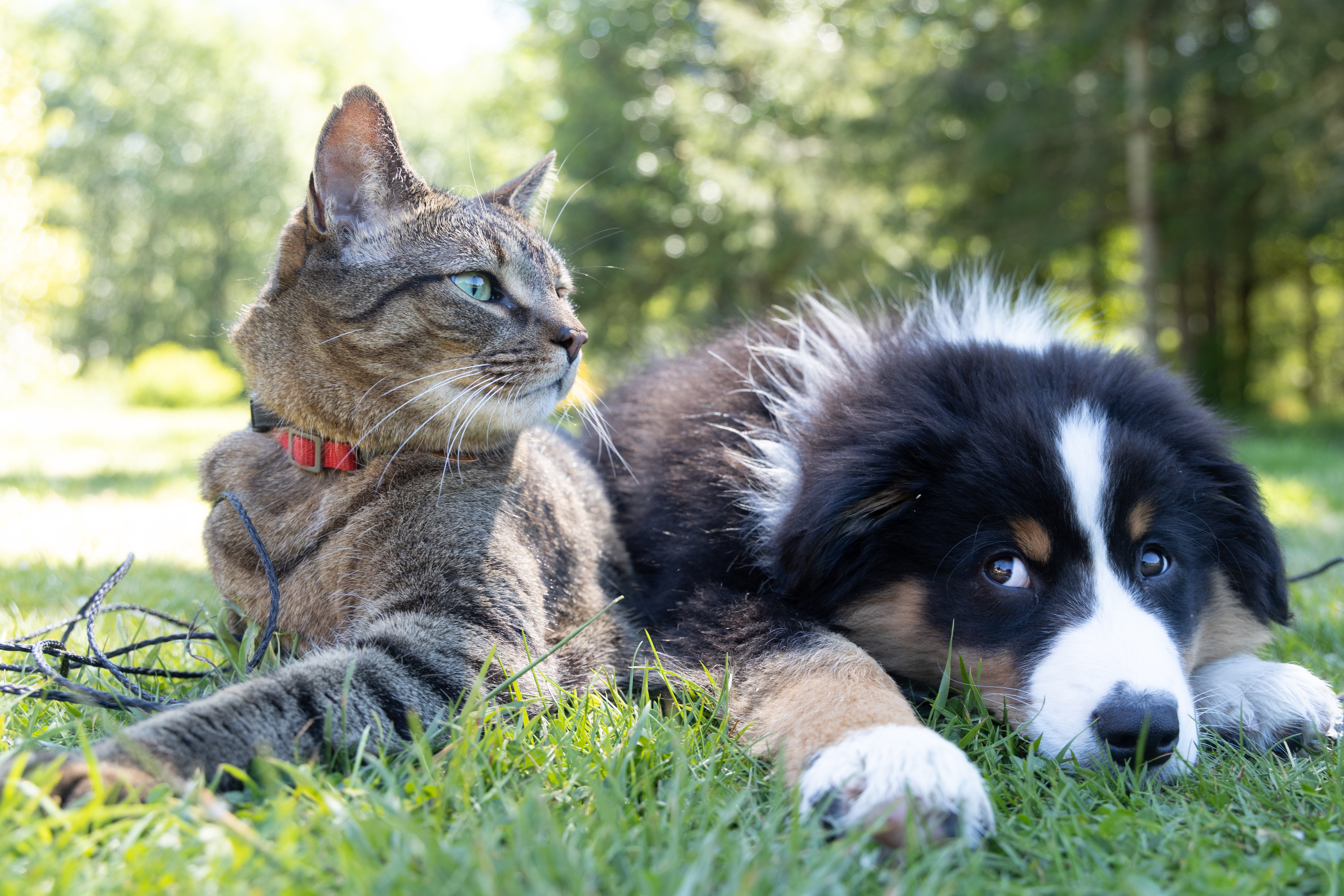 Por qué los perros y los gatos tienen un tercer párpado
