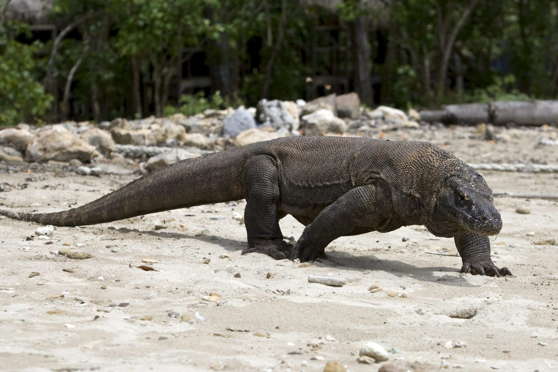 EN VIDEO: Grabaron una tremenda pelea entre cuatro dragones de Komodo