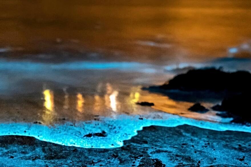 El increíble fenómeno que se observa en una laguna de Florida, donde las luces de neón son protagonistas (VIDEO)