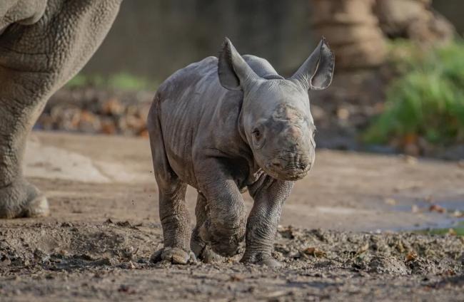 Grabaron en directo el nacimiento de uno de los mamíferos más raros del mundo (VIDEO)