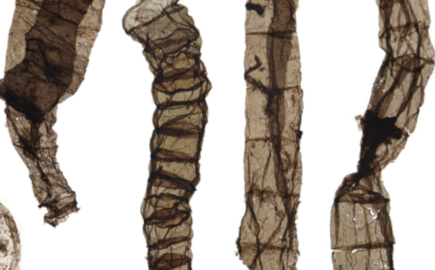 Investigadores hallaron en China los fósiles multicelulares más antiguos