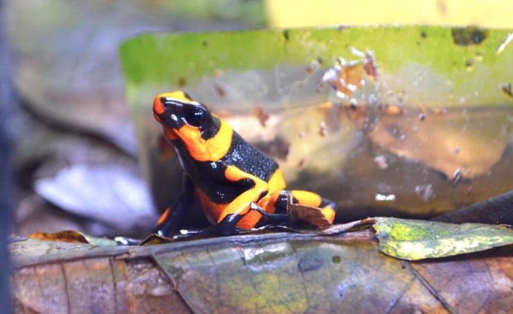 Detienen a una brasileña que intentaba sacar de Colombia 130 ranas en peligro de extinción