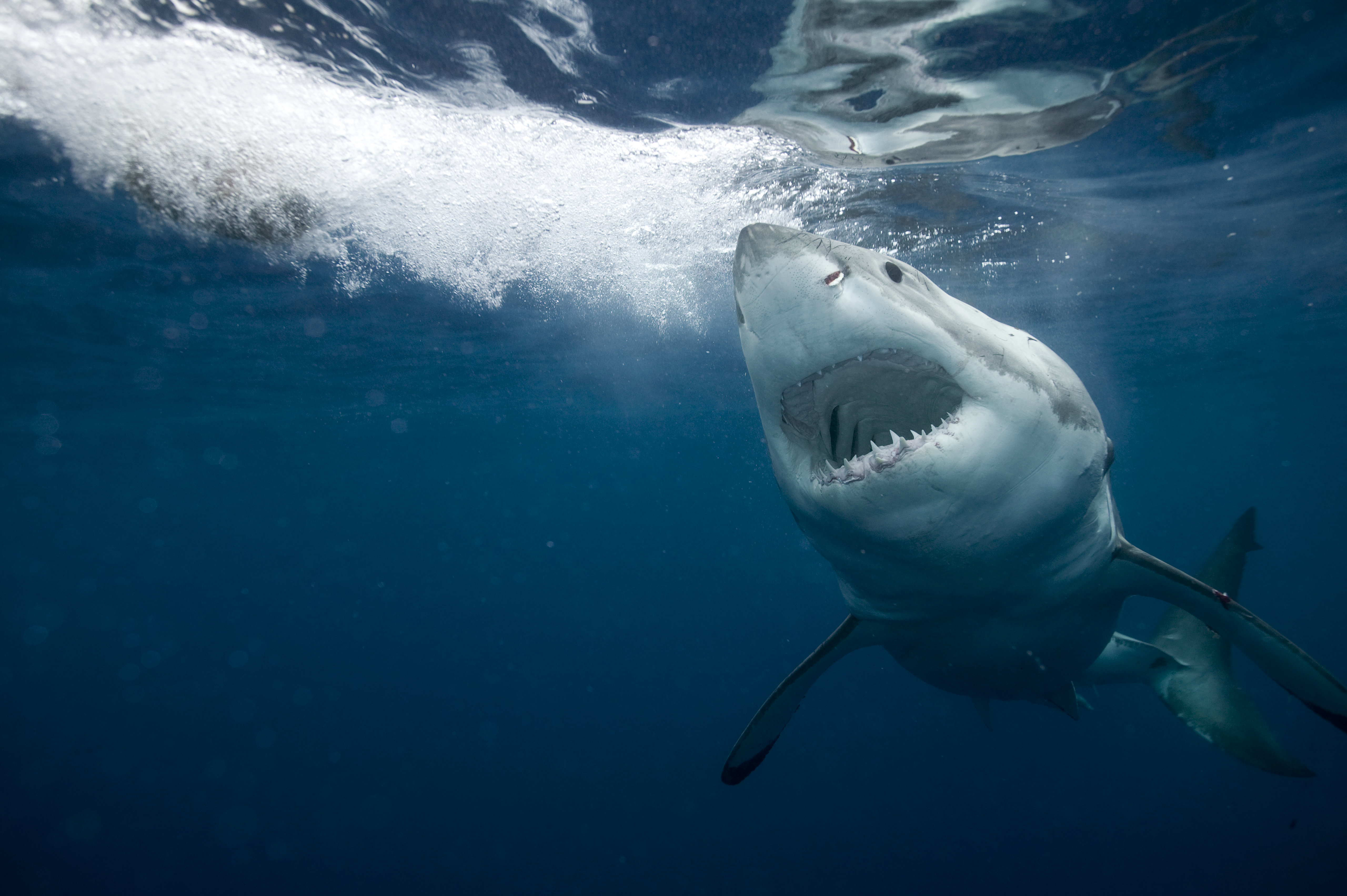 Tiburón devoró salvajemente a un hombre en una playa de Hawái