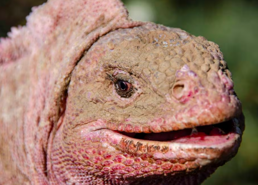 Descubren un nuevo herpesvirus en la iguana rosada de Galápagos, una especie en peligro de extinción