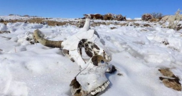 Más de dos millones de cabezas de ganado mueren por el frío extremo en Mongolia