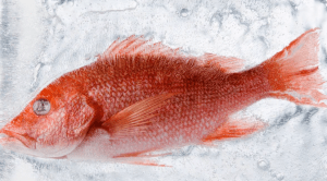 Semana Santa: ¿Cómo prevenir una intoxicación por la ingesta de pescado?