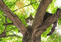 Intentó rescatar a una gata en lo alto de un árbol, pero también quedó atrapada (VIDEO)