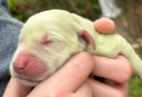 VIRAL: El extraño color con el que nació una cachorrita de golden retriever en Florida (VIDEO)