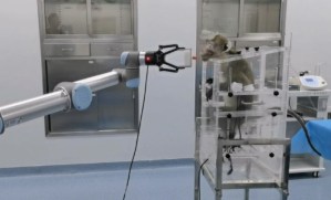 Implante cerebral desvelado en China permite a un mono manejar brazo robótico con la mente