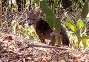 Vecinos denunciaron que desalmado mató a un zorro atendido por comunidad en Guarenas