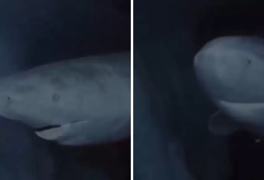 Captan extraño tiburón que surca los mares desde 1627: uno de los más viejos del mundo (VIDEO)