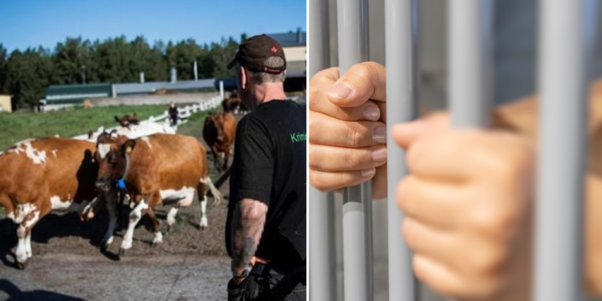 La cárcel donde los presos trabajan con vacas, cobran sueldo y tienen días libres